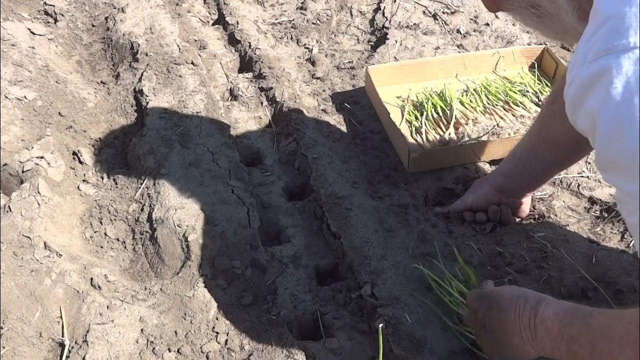 planting the Dixondale onion crop YouTube