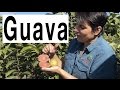 Taking Cuttings of Guava Fruit Trees to form roots - Hawaiian Guava Pink Supreme Plant