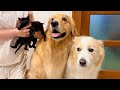 捨てられていた双子の子猫を緊急で保護する事になりました...【ゴールデンレトリバー・ボーダーコリー】