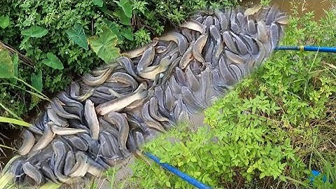 Kích Cá Kích Dọc Kênh Mương Toàn Cá Rô Đồng Ngon |Fish king VN