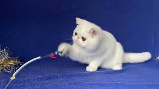 Umma exotic shorthair Female of Majestymeow Cattery