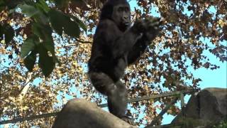 Baby gorilla clapping hands - Funny monkey video by Fabi Avventura 6,605 views 7 years ago 22 seconds