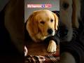 my cutest faguniya 🧿🐕💓#youtube #dog #viral #short #love #pets #cute #funny#tranding