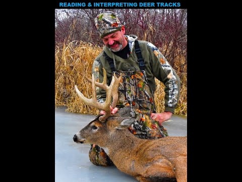 Reading & interpreting deer tracks
