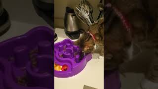 Pet Activity Center and Feeder #amzon #home #pet
