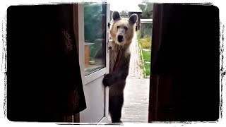 ПРИКОЛЫ С ЖИВОТНЫМИ подборка | FUN WITH ANIMALS compilation #514 ПРИКОЛЫ С ЖИВОТНЫМИ подборка | FUN WITH ANIMALS compilation #514