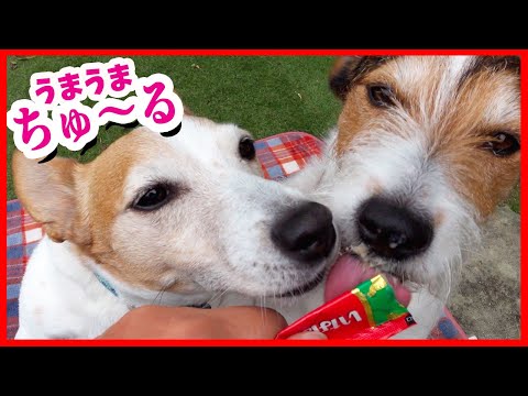 ちゅーるを食べたジャックラッセルテリアの食べる表情がなんとも可愛かった😋