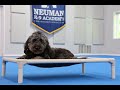 Xena (Goldendoodle) Boot Camp Dog Training Video Demonstration