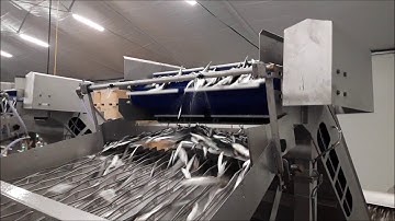 55 IRAS Tempo Grader 18 6  for Herring, Sprats and Anchoveta