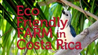 Starting an Eco Friendly Coffee Farm in Costa Rica