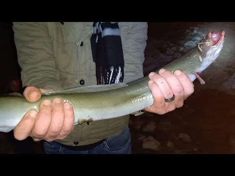 صيد وحوش الحنشان ثعبان البحر حجم فوق ال ٢ كيلو استمتع بصوت جرس الحداف ع المباشر