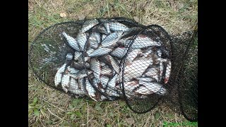 Лучшая в мире насадка для рыбалки. Фантастический результат по Карасю и Плотве.--РЫБЬЕ СЕРДЦЕ. Лучшая в мире насадка для рыбалки. Фантастический результат по Карасю и Плотве.--РЫБЬЕ СЕРДЦЕ.