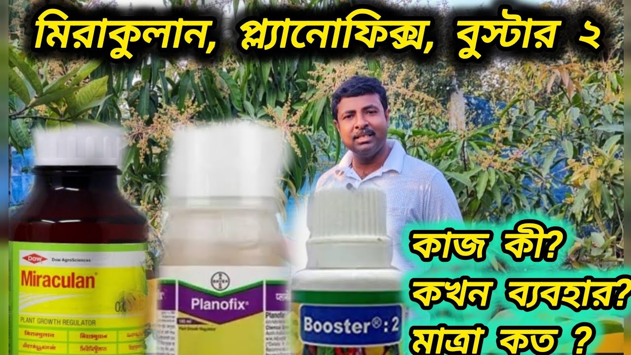 জনপ্রিয় miraculan, planofix, booster 2 এর কাজ , প্রয়োগ সময়, পরিমাণ।how to use planofix miraculan