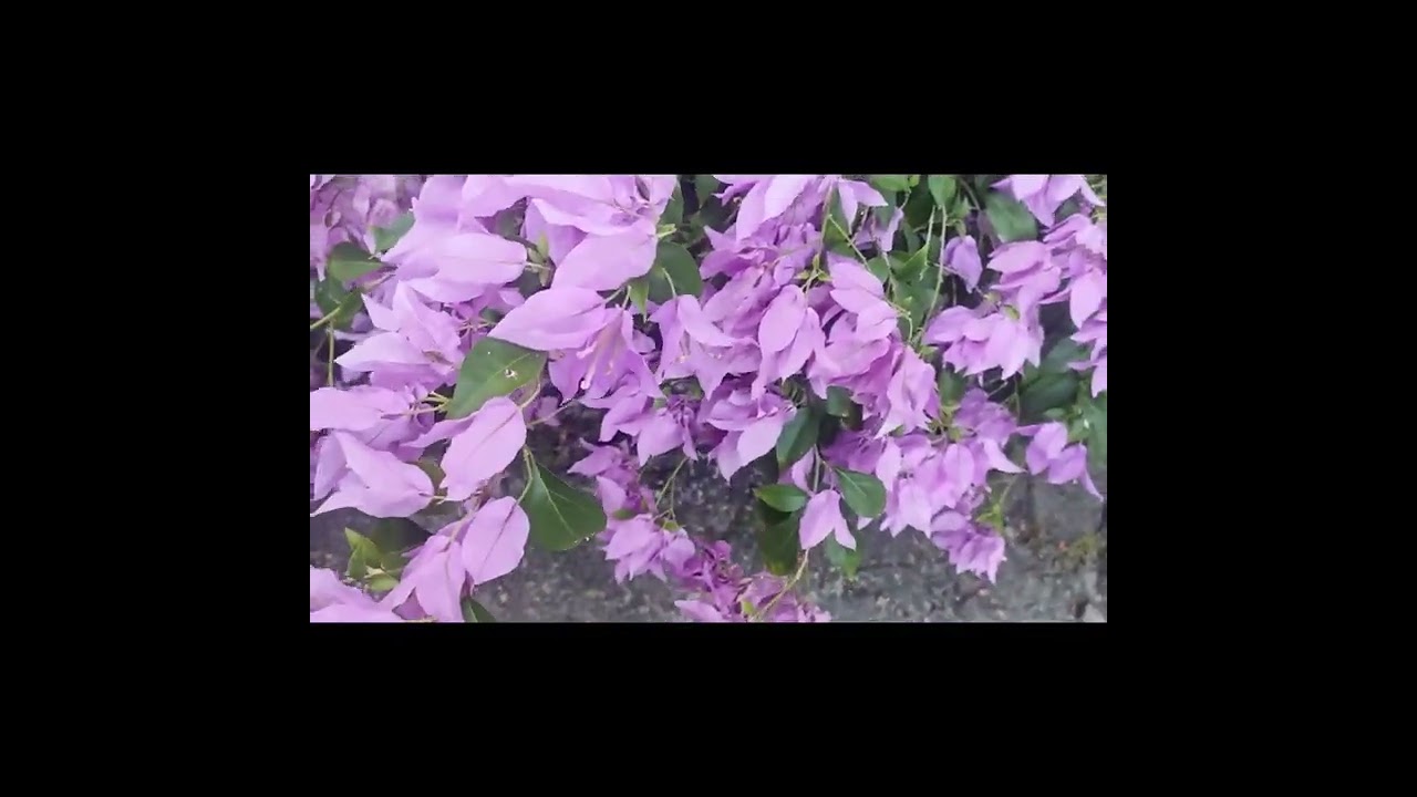 ❤️ EDANS MARIYA Home GARDEN ❤️