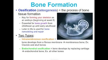 Concept 1 Notes - Skeletal System - Google Slides