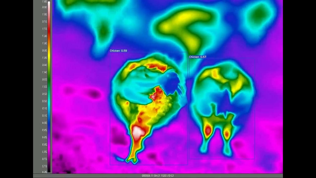PythonObject Detection ( Broiler by thermal data) with Yolov7 YouTube