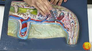 Anatomy_Embryology model of Placenta_Dr Vaishali Mandhana