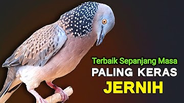 Suara Burung Derkuku Lokal Gacor Terbaik 2025 Ahlinya Memanggil Lawan Agar Bunyi