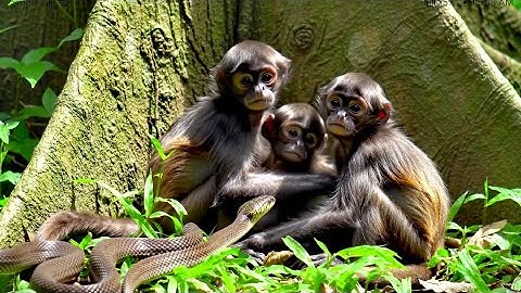 Newborn baby monkey attacked by snake - Snake near baby monkey - Baby monkey vs snake real moment