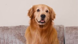 Luhu：I bought fresh shrimps for my mother I hope my mother and sister can always be happy #dog #cute