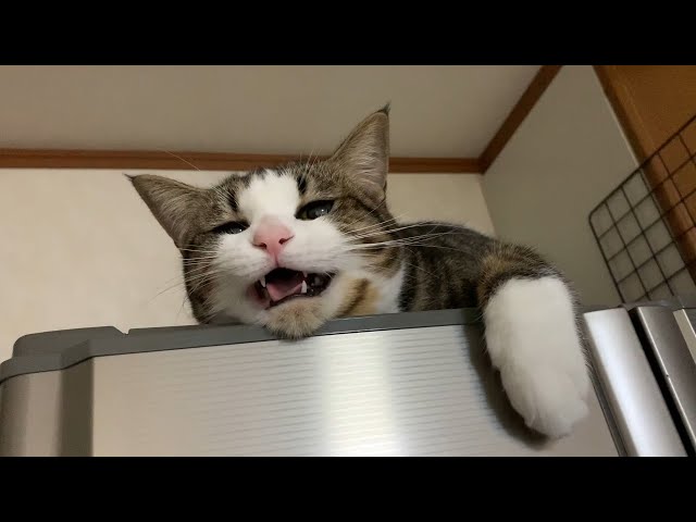 甘えるときの鳴き声が超かわいい猫