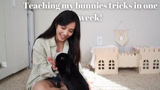 Teaching my bunnies tricks in one week🐰 by Dumbo and Bear 467 views 2 years ago 11 minutes, 41 seconds