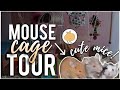 EPIC Mouse Cage Tour! | New Bin Cage (and all my mice!)