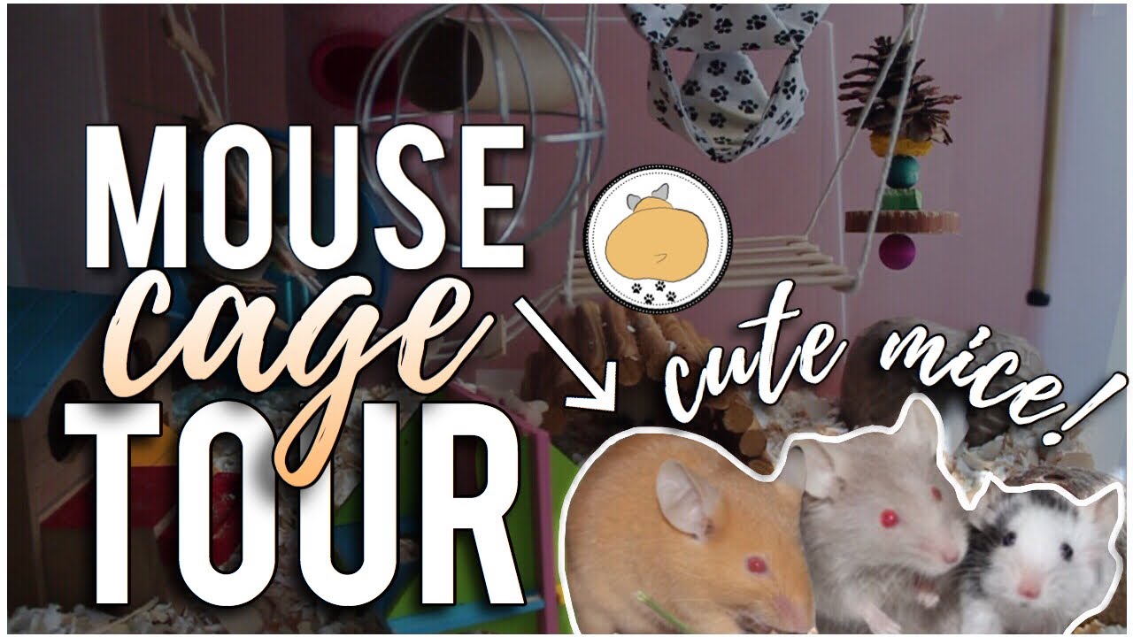 EPIC Mouse Cage Tour! New Bin Cage (and all my mice!) YouTube