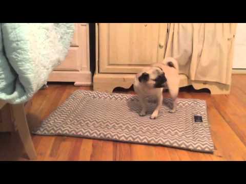 Cute Pug Dog Eating Peanut Butter