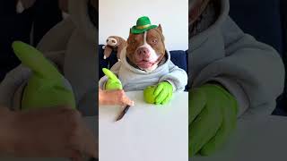 creen  que soy el perro manzanero  más guapo? #viral #perros #perrofeliz #dúo