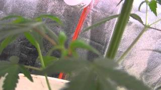 Super Silver Haze X Sugar Shack Day 64 Vegging