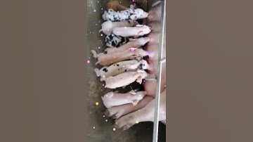 MOTHER PIG FEEDING HER BABIES #short #piglet #farmanimals