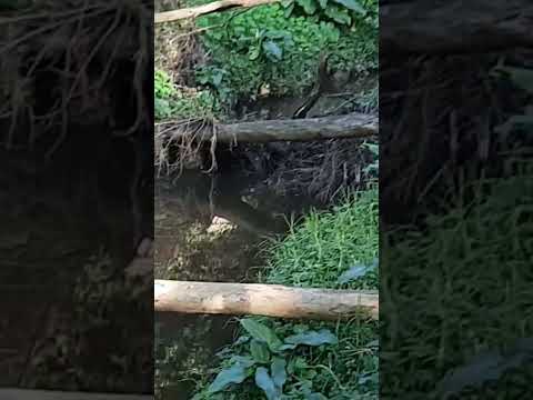 Video: Sweetwater Creeki looduspark: täielik juhend