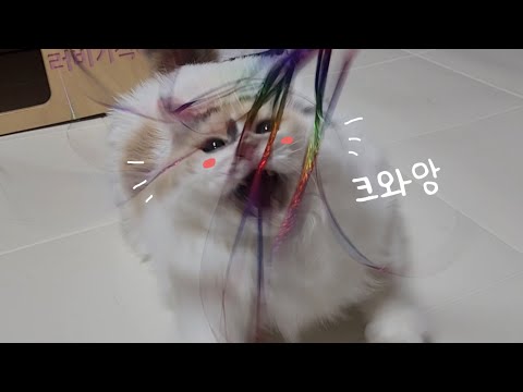 하얗고 둔둔한 분희 할모니는 장난감에 진심이라구요