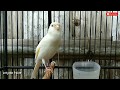 Pancingan Kenari Super Ampuh Mp3 - Mp4 Download