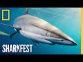 🔴 LIVE: When Sharks Attack Full Episodes | SharkFest | National Geographic