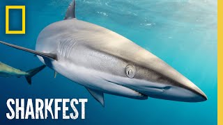 🔴 LIVE: When Sharks Attack Full Episodes | SharkFest | National Geographic