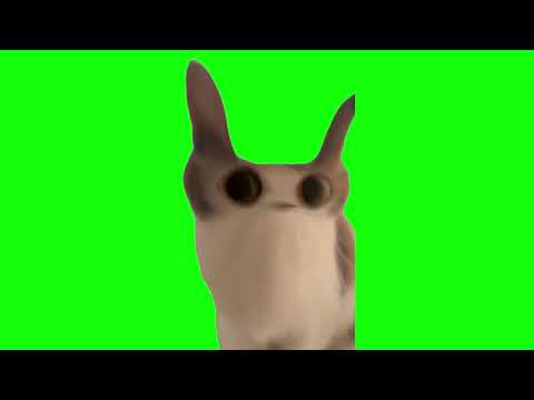 Green Screen Meowing Cat Meme