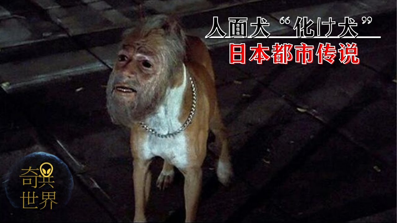 人面犬“化け犬”【日本都市传说】神秘的生物- YouTube