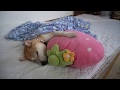 柴犬小春 イチゴにしがみ付いて寝落ちしていく柴犬 sleeping dog