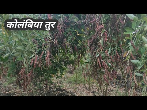 कोलंबिया तुर सुधारित वाण