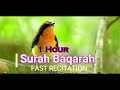 Surah Baqarah (Fast Recitation) Speedy and Quick Reading in 59 Minutes