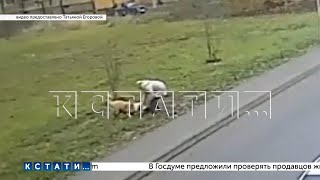 видео: Город стал охотничьими угодьями сбежавшего алабая, а йоркширские терьеры — добычей картинка: Город стал охотничьими угодьями сбежавшего алабая, а йоркширские терьеры — добычей