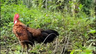 PIKAT AYAM HUTAN AMPUH !! DAPAT 2EKOR AYAM HUTAN MERAH