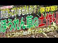 ホウレンソウの土作り（甘くて大きな葉になる土作りのコツとポイントを完全解説！）土作りはいつから始めてどうやるの？