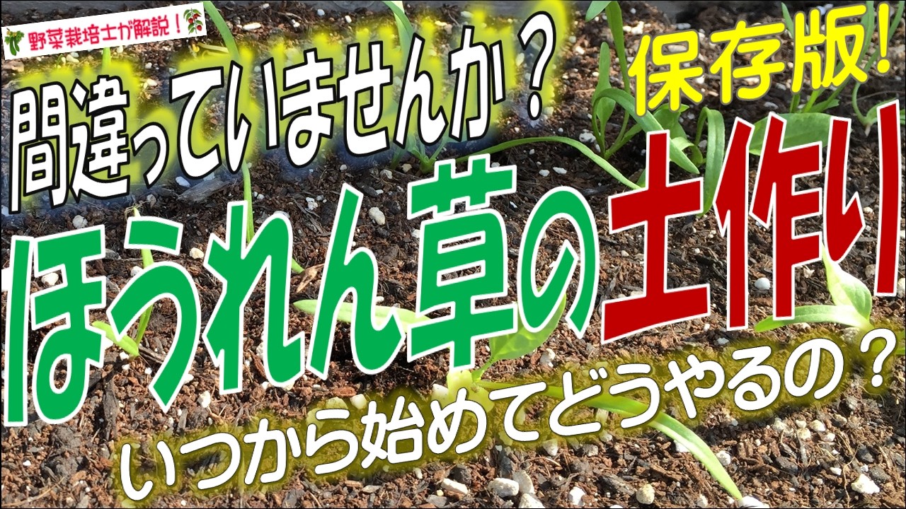ホウレンソウの土作り（甘くて大きな葉になる土作りのコツとポイントを完全解説！）土作りはいつから始めてどうやるの？