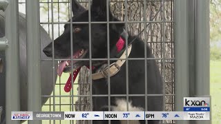2 dogs bring efficiency and safety to deputies in outskirts of Travis Co. | KXAN News Today Wealth