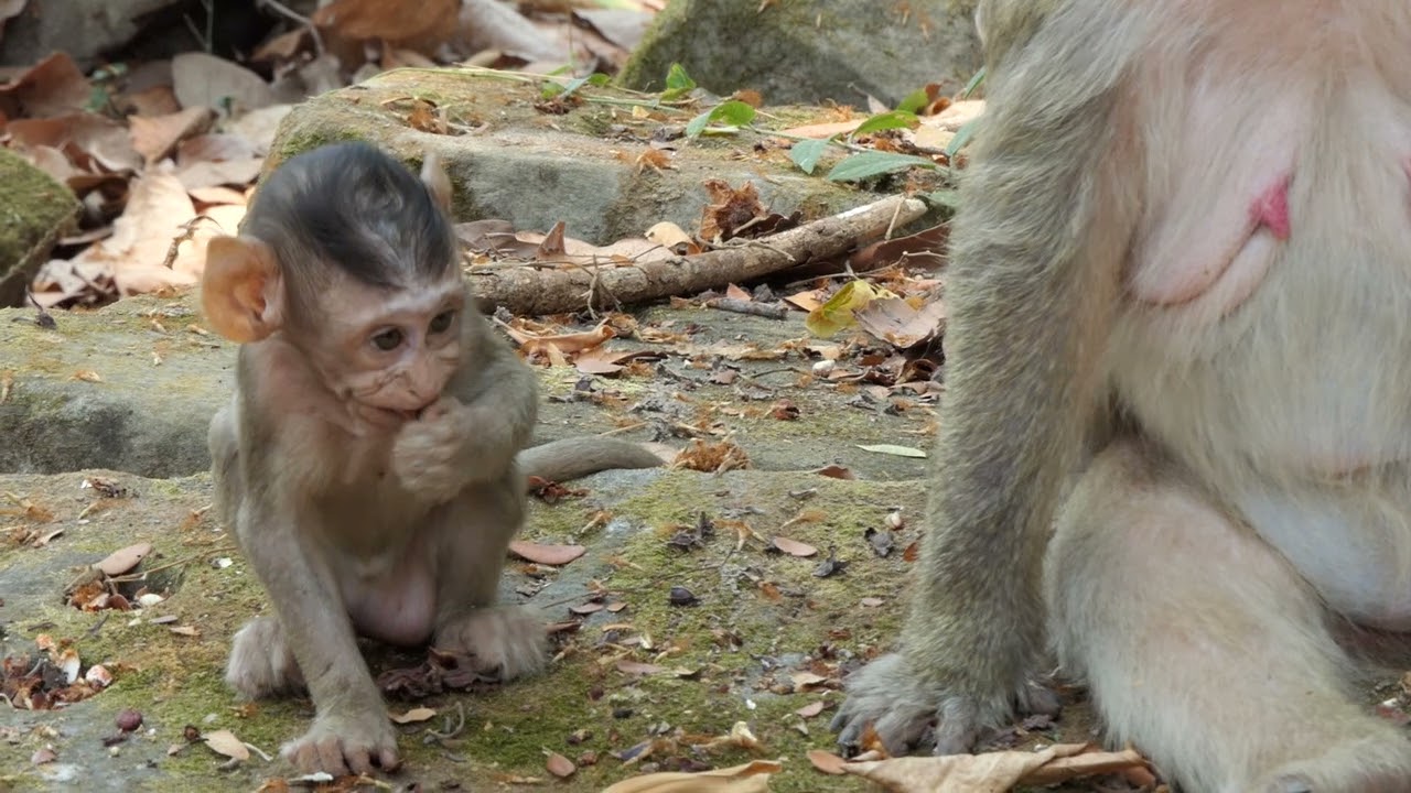 Baby Cute monkey is beautiful and very smart 