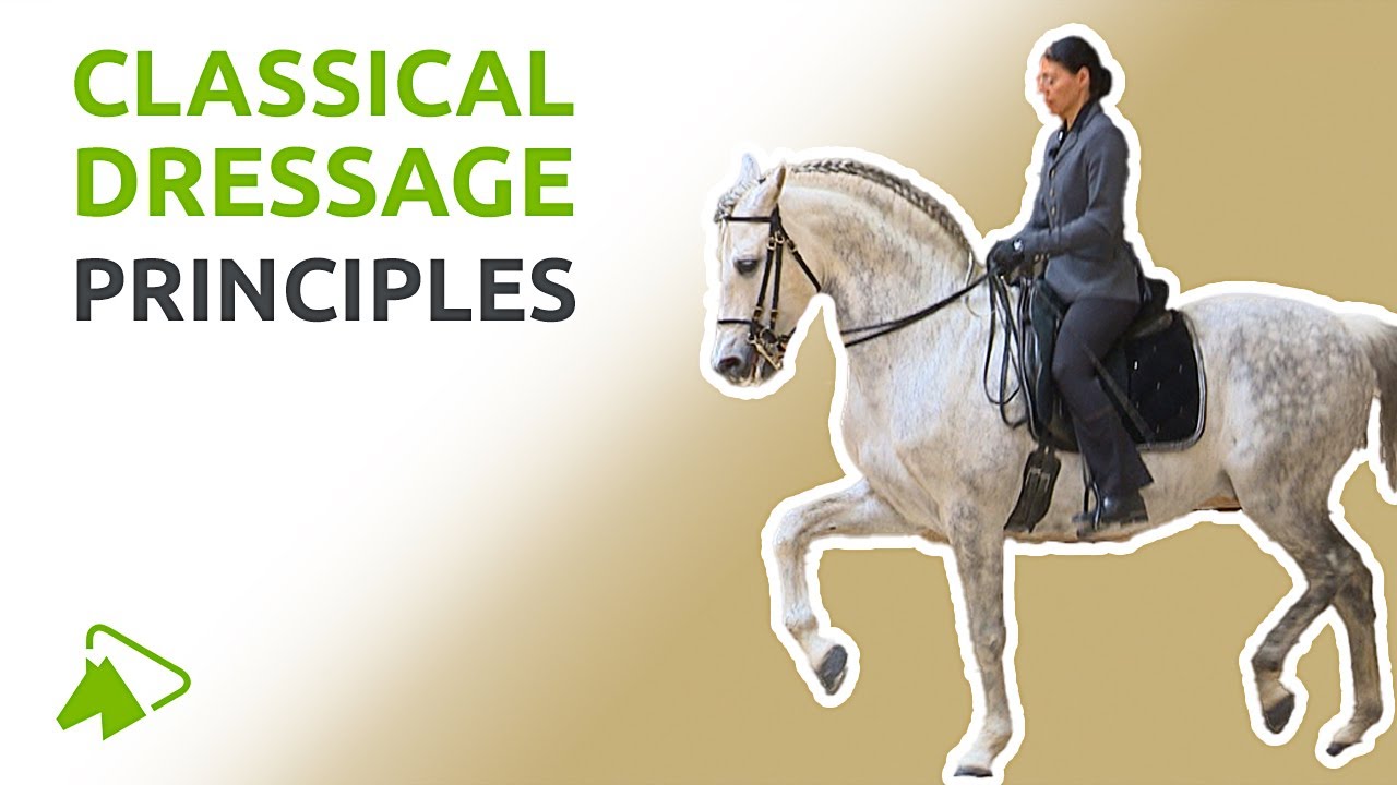 How to Recognize Horse-Friendly Training | wehorse