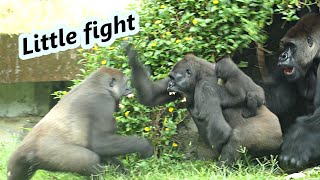 Gorilla sisters Iriki & Tayari little fight / 金剛猩猩姊妹Iriki & Tayari的小吵架